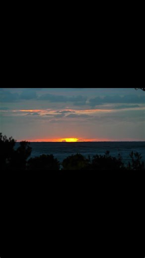 Fox spotted in national park. Introduced predator st sunrise #fox #beach