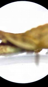 Grasshopper Examined Under the Microscope