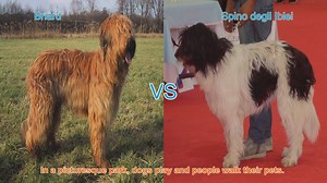 Briard vs. Spino degli Iblei: A Comparison of Two Unique Dog Breeds