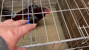 Yeej Dej 1 ib tug, Yeej dej 2 ib tug nag hmo nawb Plucker bb line | Bird show Tsib Tsib cuaj