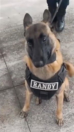 Funny German Shepherd Moments #shorts