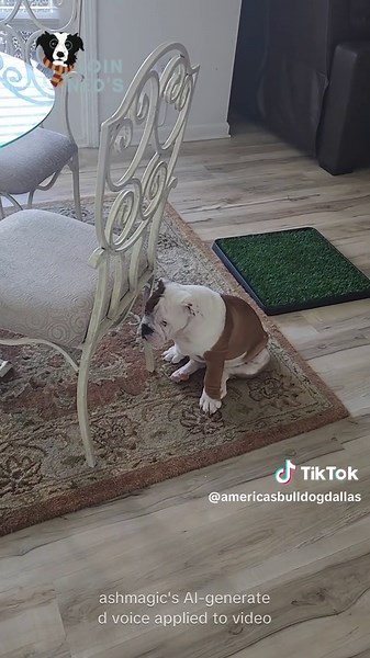 Dallas the Army Dog 😆 #fypシ #fyp #foryourpage #howaboutthemcowboys #englishbulldog #pottyhumor