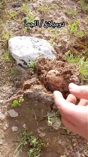 Domblane Mosul Iraq Al-Jama Tal Afar