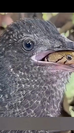 This Bird Swallows Venomous Snakes Alive! | The Fearless Greater Coucal