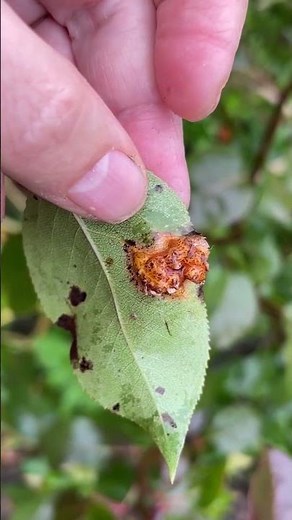 Rust on a pear tree #natureofthefuture