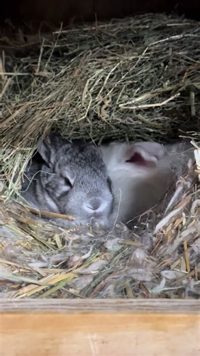 Rains Babies: Chilling Flemish Giant Rabbits