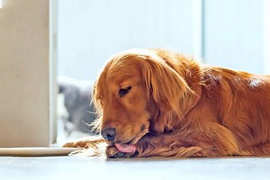 This Is Why Your Dog Is Always Licking and Chewing His Paws