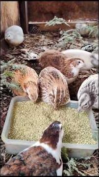 COMO A CRIAÇÃO DE CODORNAS VIROU RENDA EXTRA PARA MILHARES DE BRASILEIROS