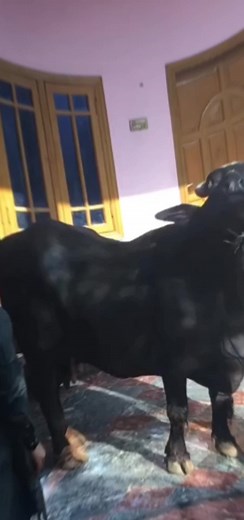 cow mandi on TikTok