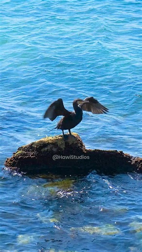 13K views · 146 reactions | Bird Flapping Wings on a rock between a Sea #bird #flapping #sea #nature #rock #wings #water HA63615 | HAWI Studios | Facebook
