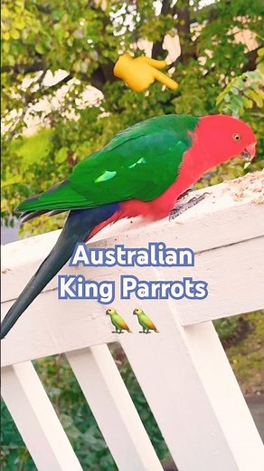 These Red and Green Parrots Are Impossibly Polite! #parrots #birds #nature