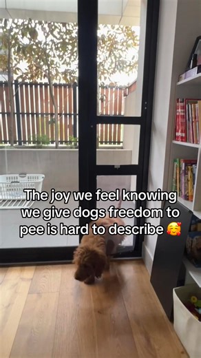 Installing a pet door = fewer interruptions, fewer accidents, and a much happier dog. The Patio Pet Door installs easily and gives your dog the independence they deserve — day and night. Easy install. No more waiting at the door. #LaLunaPetCare #PatioPetDoor #PetDoor #DogLife #DogParents #AussieDogs #PetFreedom #DogIndependence #PetHome #FunnyDogContent | La Luna Pet Care Australia | Facebook