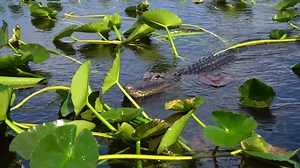 Everglades Airboat Tours, Gator Shows, and Animal Encounters at Everglades Holiday Park