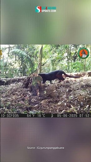 Macan Tutul Jawa-Macan Kumbang Terekam di Pegunungan Sanggabuana