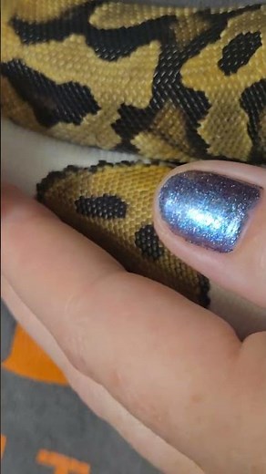 The world's cutest ball python showing off his emoji! #omg #lifeisbutadream #cute #love