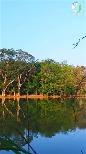 Moon Over Peaceful Lake 🌕🌿 | Nature Timelapse