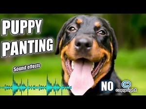 Dog panting sound effect without a copyright dog | dog sounds