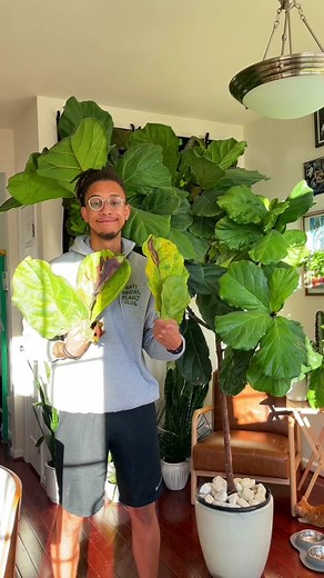 Fiddle Leaf Fig Rehab Tips and Tricks