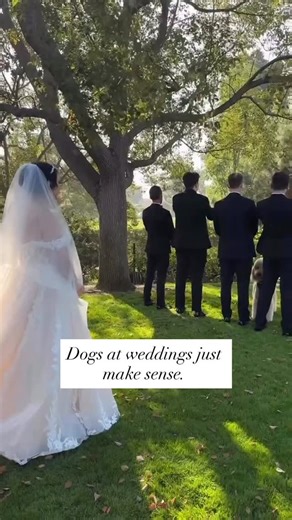 Nobody talks about how emotional dogs get at weddings. He saw his mum in her dress and immediately entered main-character mode. Honestly? He completed the first look better than anyone. Would your dog be invited to the big moment? 🐾👇 #dotellthebride @idogtoo 😍😍 #wedding #weddingdog #weddingplanning #bride #weddingmoments❤️❤️❤️ #weddingday | Dotellthebride