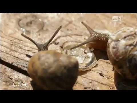 Lumaca Madonita - Allevamento di lumache, caviale di lumaca, bava di lumaca