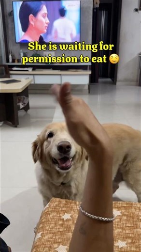 Plate cleaner EVA #fypシ゚viral #punjabisong #music #dogshorts