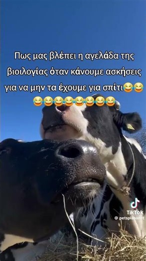 Πως μας βλέπει η αγελάδα της βιοιλογίας όταν κάνουμε ασκήσεις για να μην τα έχουμε για σπίτι😂😂😂😂😂😂😂😂