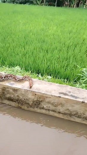 amazing big pyton #fouryou #fouryoupage #fyp #tiktok | Video Snake