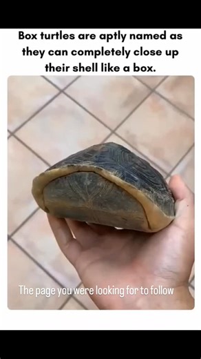 naked eyes on Instagram: "Box turtles are aptly named for their remarkable ability to close themselves up like a box. Unlike many other turtles, they have a hinged plastron—the bottom part of their shell—that allows them to completely shut their shell when threatened. By pulling in their head, legs, and tail and locking the shell tightly, they create a nearly impenetrable barrier against predators, making this one of the most effective defense mechanisms in the turtle world. . . Disclaimer: I do