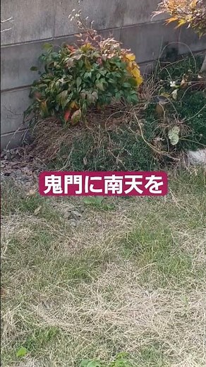 #gardening #庭作業 #garden #家庭菜園 家の鬼門に南天を植えました。災難を退ける。