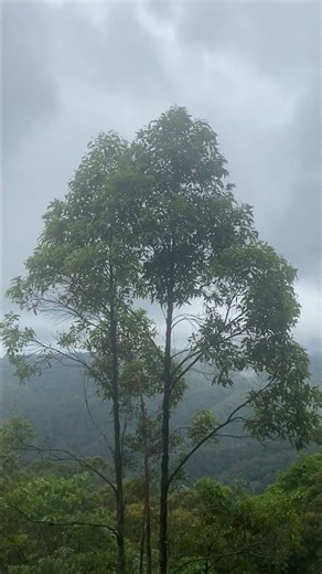 Springbrook, Queensland, Australia