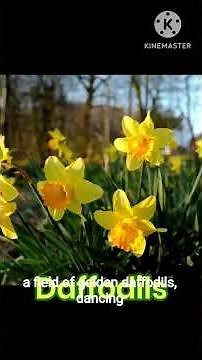 William Wordsworth’s Daffodils | Poem Explanation with Visuals