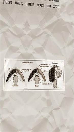 The Respiratory Process of an Octopus