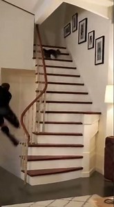 Extremely shaky handheld footage A cat approaches a goalkeeper