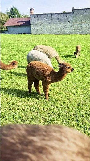 Meeting the Cutest Llama Friends! 🦙✨ Farm Tour