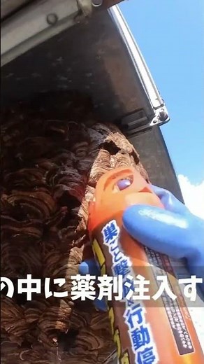 屋根上の決戦｜工場の屋根上で巨大キイロ 滋賀のハチ駆除「ジェイ・ワークス」 #スズメバチ #キイロスズメバチ #蜂の巣駆除 #ハチ駆除 #害虫駆除 #高所作業 #危険