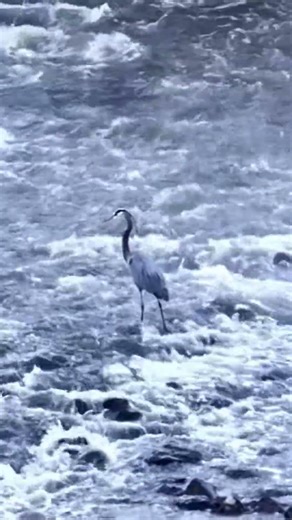 Sandhill crane in our backyard. They usually fly off the second I walk outside with a camera