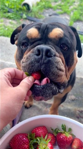 Old English Bulldog. Бима. Клубника поспела! 🍓