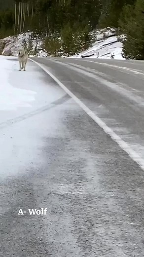 ‏#wolf #wolves #wolfpac