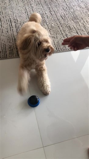 Demasiado buena esta hermosa perrita Bentley 🐶 #dog #mascota #educada #animallover #miami #actor #viral #tiktok