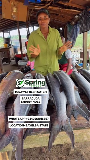 TODAY’S FRESH FISH CATCH 💃💃💃🥰🥰🥰 Barracudas Shinny nose Red snappers Barracuda River catfish ASA Frozen shipment to CANADA 🇨🇦 goes out on 6th of February and 13thth to USA 🇺🇸 . Are you craving fresh seafoods ( snails, fish, periwinkle, prawns, shrimps, and more ) straight from Bayelsa State, Nigeria 🇳🇬? We are your best plug 🔌 Hurry now - order for your seafoods to join the Next shipment 📞 Call/WhatsApp: 2347061016657 📩 DM us on Instagram: @springfoods_ Our location is Bayelsa Stat