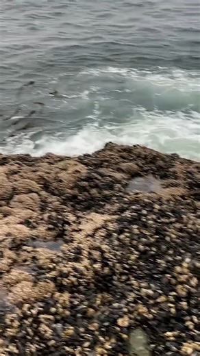229K views · 1.1K reactions | Gooseneck barnacles are one of the most expensive seafoods in the world. Just 1 pound can cost over $100 in Spain and Portugal, where the barnacles are considered a delicacy. But getting your hands on them is harder than it seems. The job comes with serious risks — and even the possibility of death. So why are these barnacles so difficult to harvest? And is that what makes them so expensive? | Business Insider | Facebook