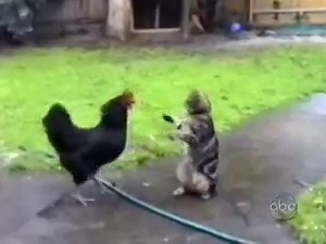 A macskák vicces oldala