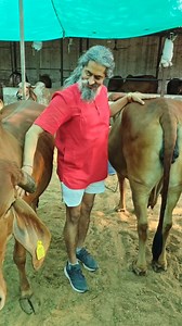 📸 Lovely Moment with Gau Mata – A Connection of Purity & Devotion 🐄🌼A serene moment spent in the divine presence of Gau Mata, where love, respect, and gratitude flow naturally. In the stillness of such company, we are reminded of our roots and the gentle wisdom nature offers.Let’s cherish and protect our sacred traditions — because every moment with Gau Mata is a blessing. 🌿💛#GauMata #DivineConnection #SacredCow #SpiritualIndia #IndianTradition #PeacefulMoments #RespectNature #YogaAndCultur