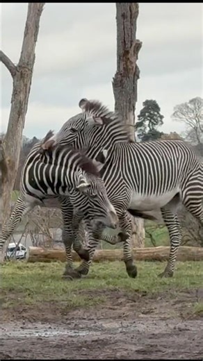 Zebra’s fight dominance, Do zebra fight?