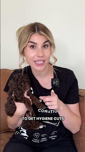 professionally grooming a cavoodle puppy