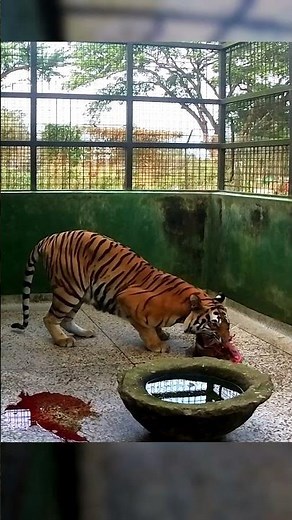 Don’t Come Close to My Meat! 🐯 Tiger’s Protective Roar #tiger