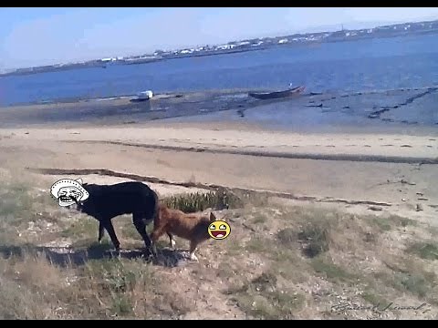 The Dog With an Iron Dick ( DOG AND BITCH mating )