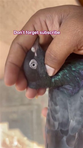 For sale in Bangalore habbal bhadrappa layout bcontact number 78927 08861