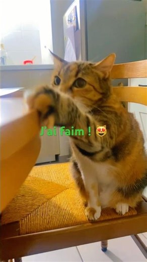 POV: JE SAUTE SUR LA TABLE 😻#chatdrole #pov #catlovers