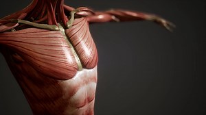 Muscular System Of Human Body Animation Stock Motion Graphics SBV-338042633 - Storyblocks